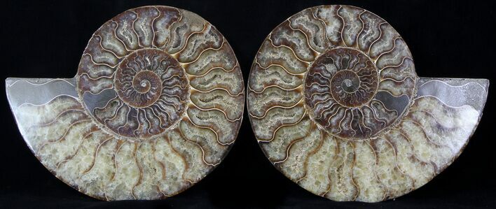 Cut & Polished Ammonite Fossil - Agatized #37149